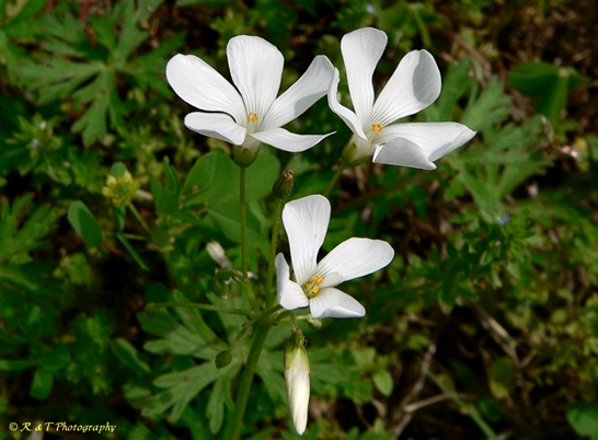 {Oxalis articulata}
